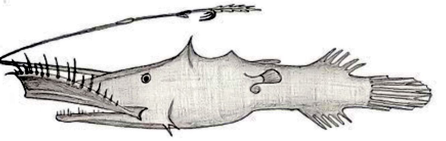 Familia Thaumatichthyidae_inicio.jpg